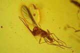 Four Detailed Fossil Flies (Diptera) In Baltic Amber #159771-4